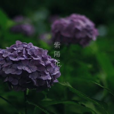 hydrangea Front Cover