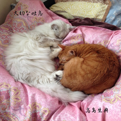 Important Sigh Front Cover