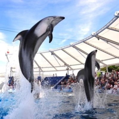 岬町音頭のジャケット写真