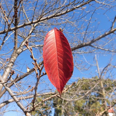 Atarasii Deaitowakare Front Cover