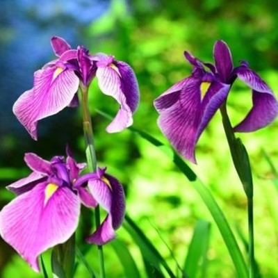 airisukarano tegami Front Cover