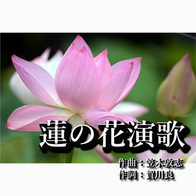蓮の花演歌のジャケット写真