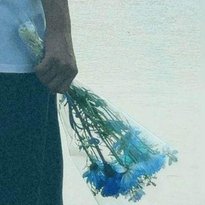 Summer is the cause Front Cover