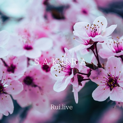 SAKURA Front Cover