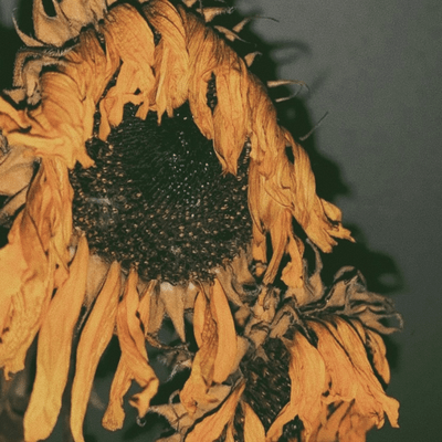 blooms like a sunflower Front Cover