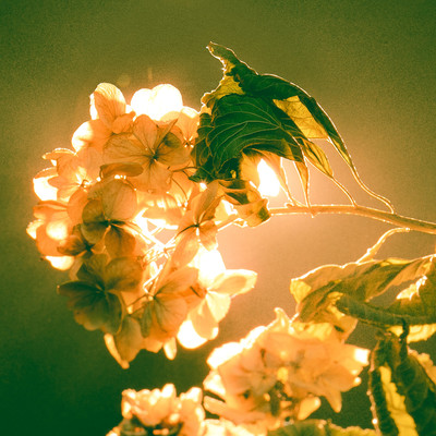 サイレントレターのジャケット写真