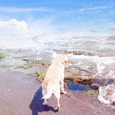 buddy Front Cover