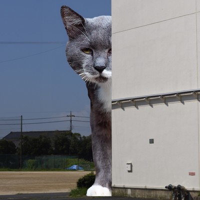 しっぽを叩きながらのジャケット写真