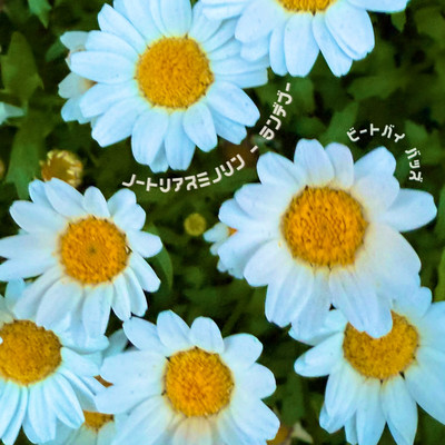 ランデブーのジャケット写真