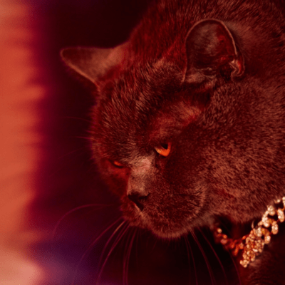 NOTORIOUS Front Cover