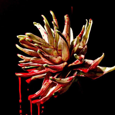 Tiger Lily Front Cover