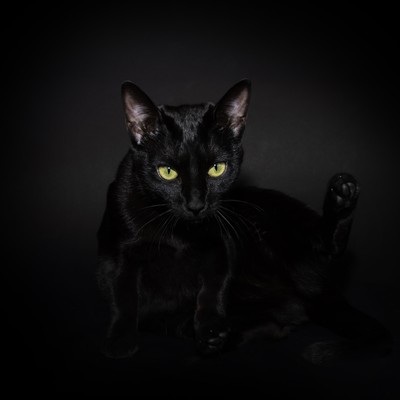 Rock 'n' roll of the Beast Front Cover