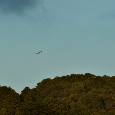 nigatunokaze Front Cover