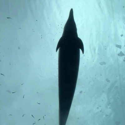 Blooming in Slumber Front Cover