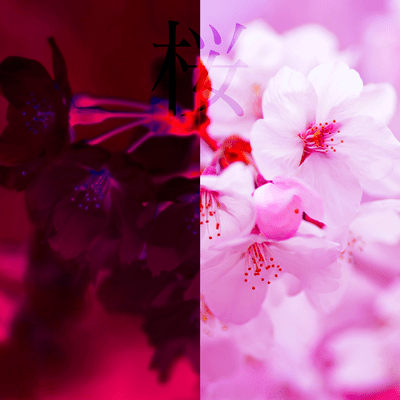 Cherry blossoms Front Cover