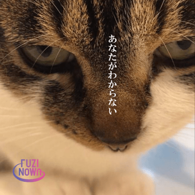 あなたがわからないのジャケット写真