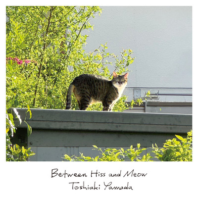 Between Hiss and Meow Front Cover