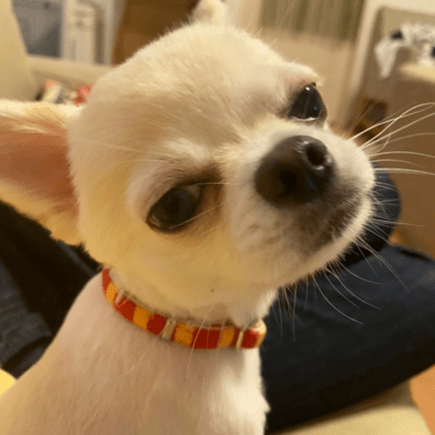 Masakaのジャケット写真