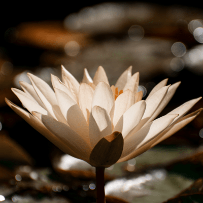 花のジャケット写真