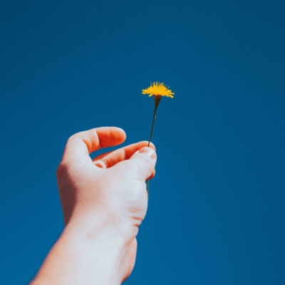 Dandelion Front Cover