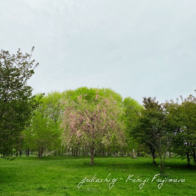 fukashigi Front Cover