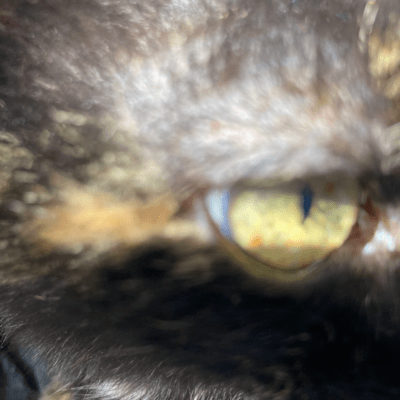 MESSのジャケット写真