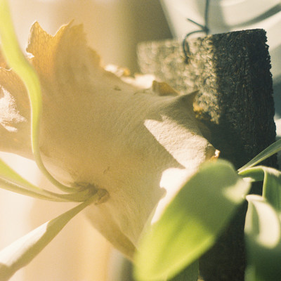 losstimeのジャケット写真