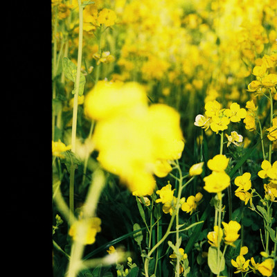 kiiro i hanaのジャケット写真