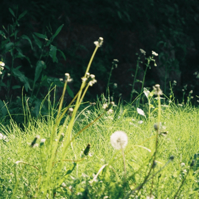 Yellow Flower Front Cover