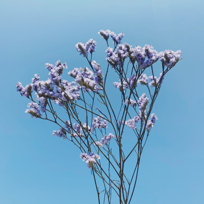 言葉の行方のジャケット写真