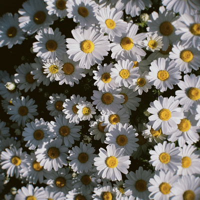 marguerite flower Front Cover