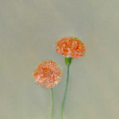 This flower blooms Front Cover