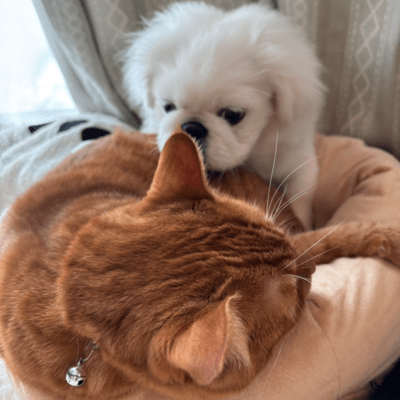 HOPのジャケット写真