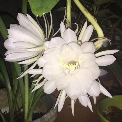 queen of the night Front Cover