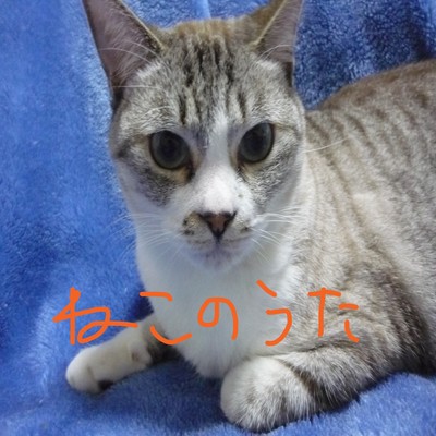 ねこのうたのジャケット写真