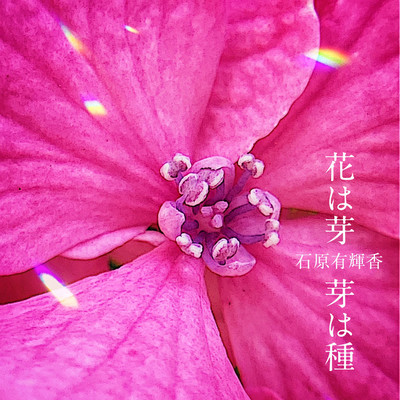 花は芽、芽は種のジャケット写真