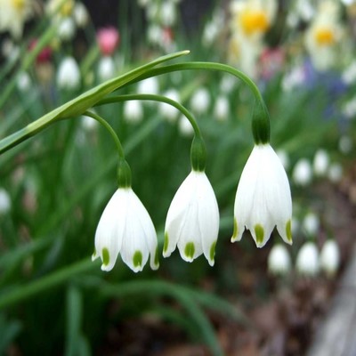 Snow Flakeのジャケット写真