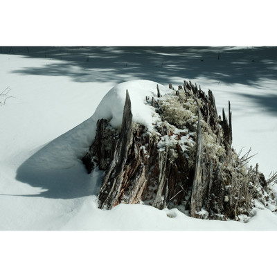 柳のジャケット写真