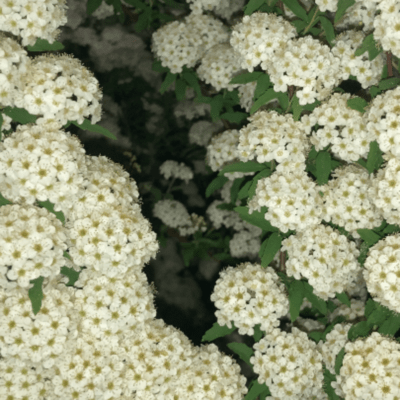 sleep paralysisのジャケット写真