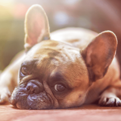 愛啓のジャケット写真