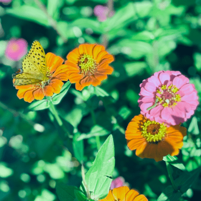 Choose Flowers Front Cover