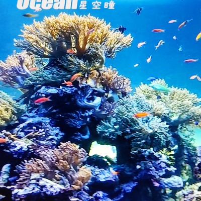 夢を叶えてのジャケット写真