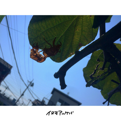 君の夏休みのジャケット写真