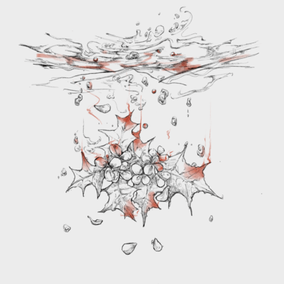 柊のジャケット写真