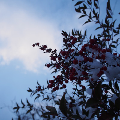 medical thermometer Front Cover