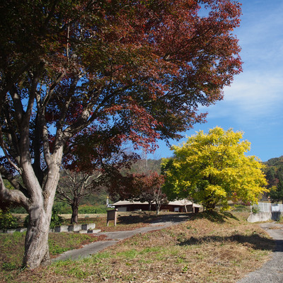 Blooming on the roadside Front Cover