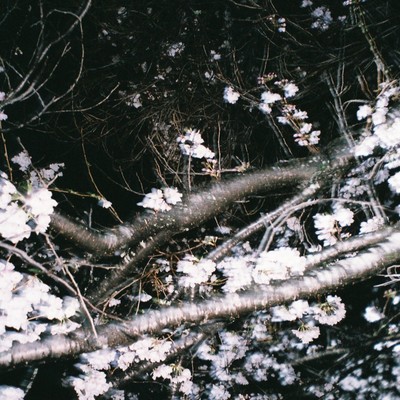 Asobo (feat. Awich, MonyHorse, PETZ, JNKMN & kZm)のジャケット写真