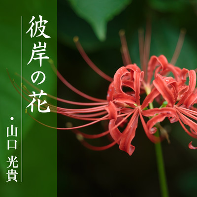 Red spider lily Front Cover