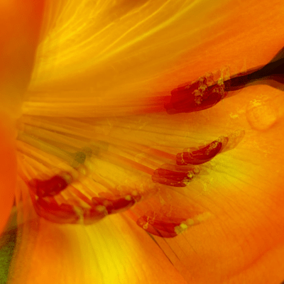 Taika Suru Meimyaku Front Cover