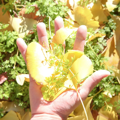 心の声のジャケット写真